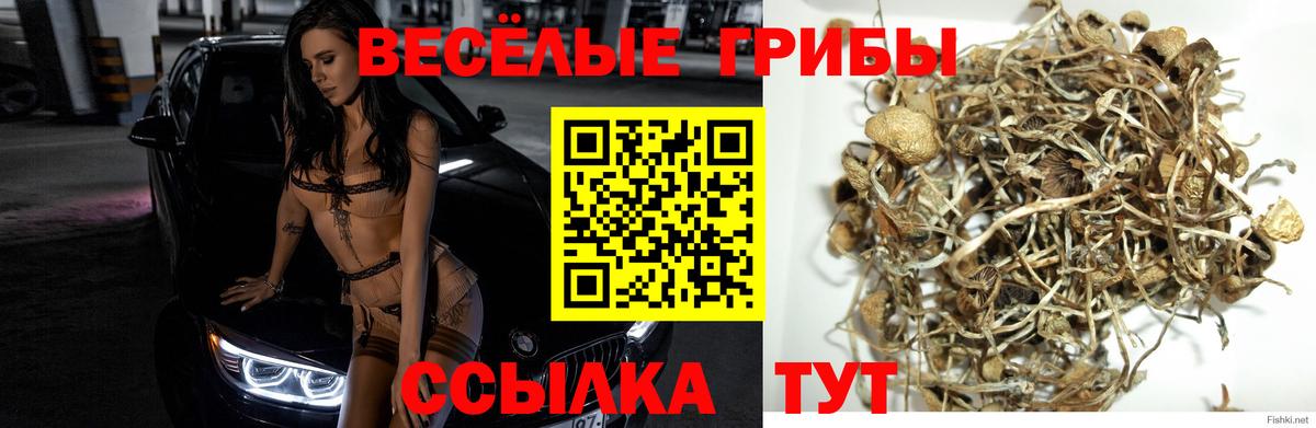Галлюциногенные грибы MAGIC MUSHROOMS Каменка